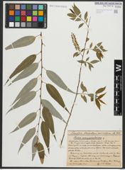 Foto von Salix amygdaloides Andersson